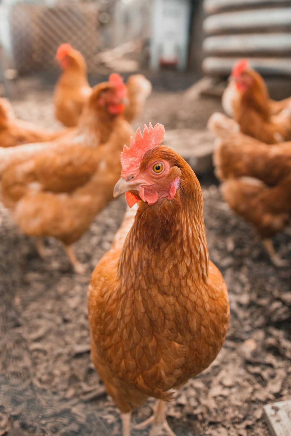 Gallina in un ambiente di campagna